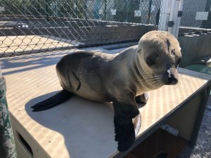 The approximately 8-month-old sea lion pup is seen at the Marine Mammal Care Center in this undated photo. (Credit: Marine Mammal Care Center)