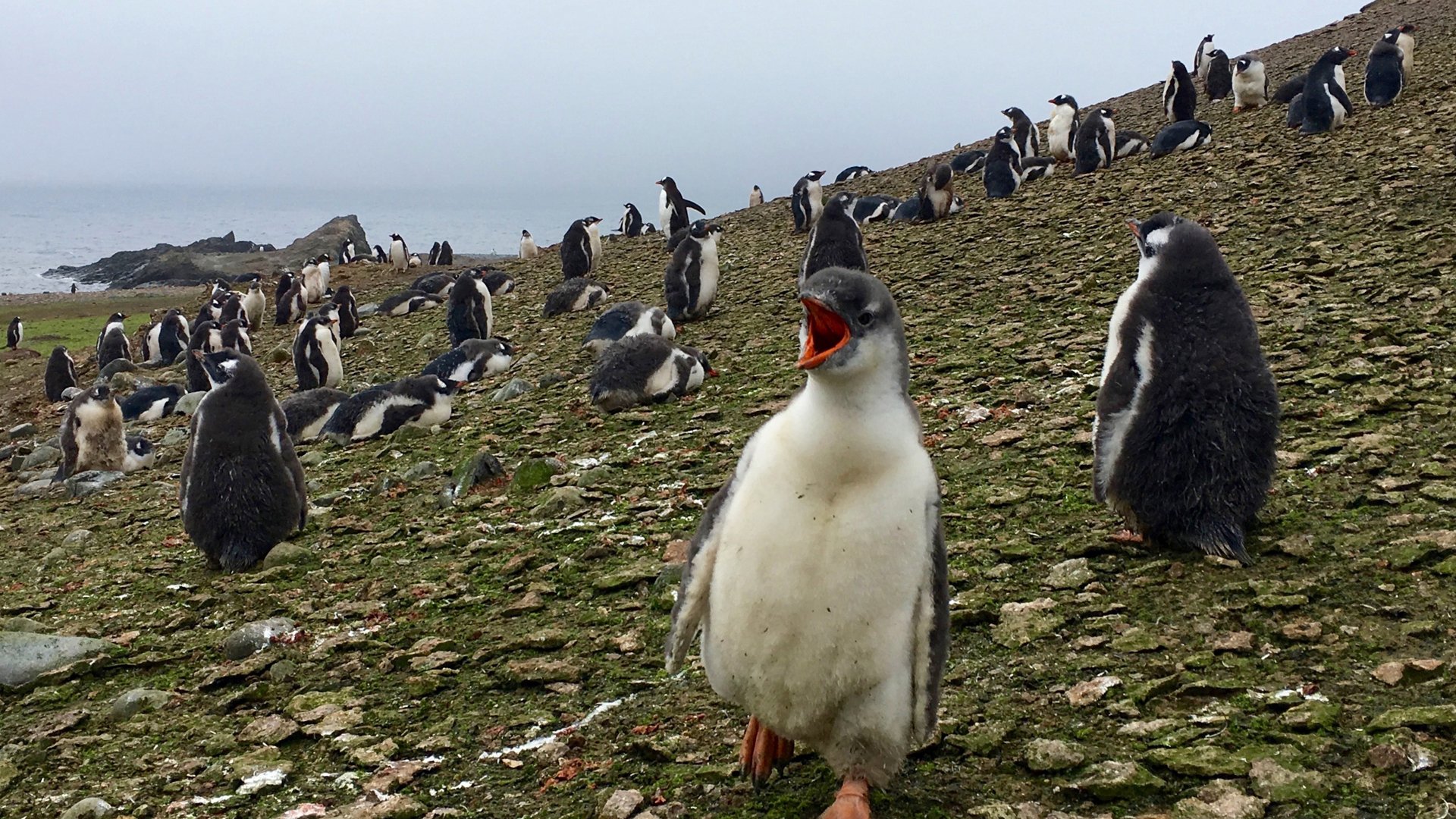 A young Gentoo penguin chirps amidst a colony of penguins on Ardley Island, Antarctic, on February 3, 2018. (Credit: MATHILDE BELLENGER/AFP via Getty Images)