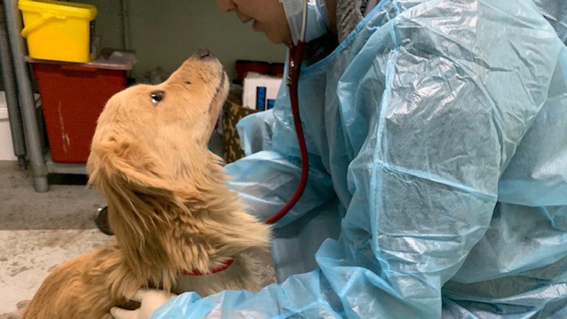 One of 21 malnourished dogs rescued from an Ontario home is seen in a photo released Feb. 5, 2020, by the Inland Valley Humane Society.