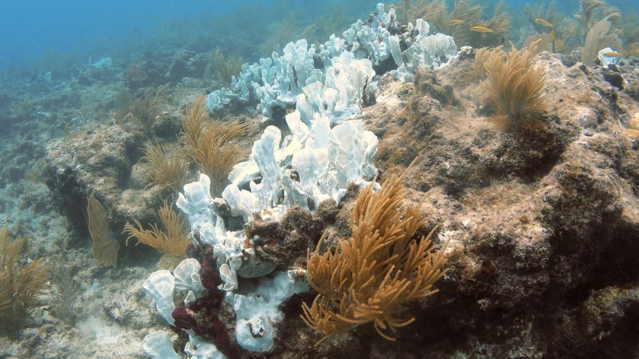 A coral reef in is shown in this undated file photo provided by USGS.