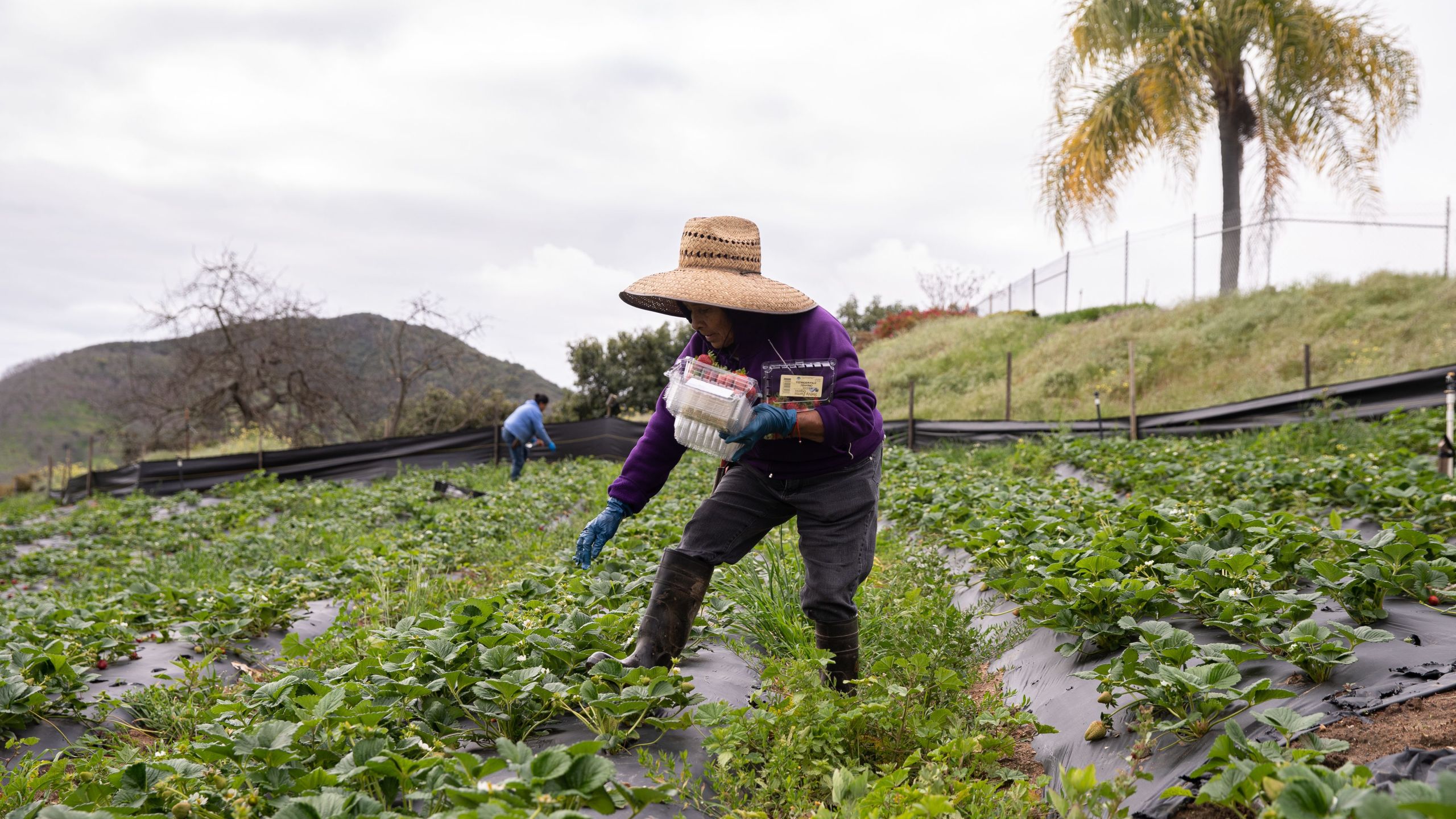 Amparo Sanchez, who is 73-years-old and from Michoacán, Mexico, picks organic strawberries at Stehly Farms Organics in Valley Center, California on March 25, 2020. - Since the coronavirus outbreak in the United States, the demand for fruit and vegetables has been high since Americans have been purchasing food in mass quantities. (ARIANA DREHSLER / AFP / Getty Images)