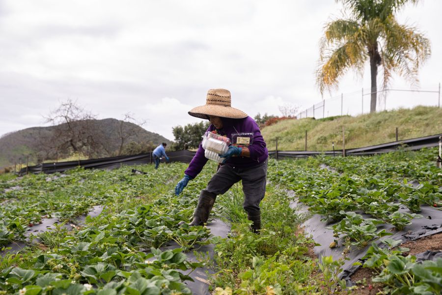 Amparo Sanchez, who is 73-years-old and from Michoacán, Mexico, picks organic strawberries at Stehly Farms Organics in Valley Center, California on March 25, 2020. - Since the coronavirus outbreak in the United States, the demand for fruit and vegetables has been high since Americans have been purchasing food in mass quantities. (ARIANA DREHSLER / AFP / Getty Images)