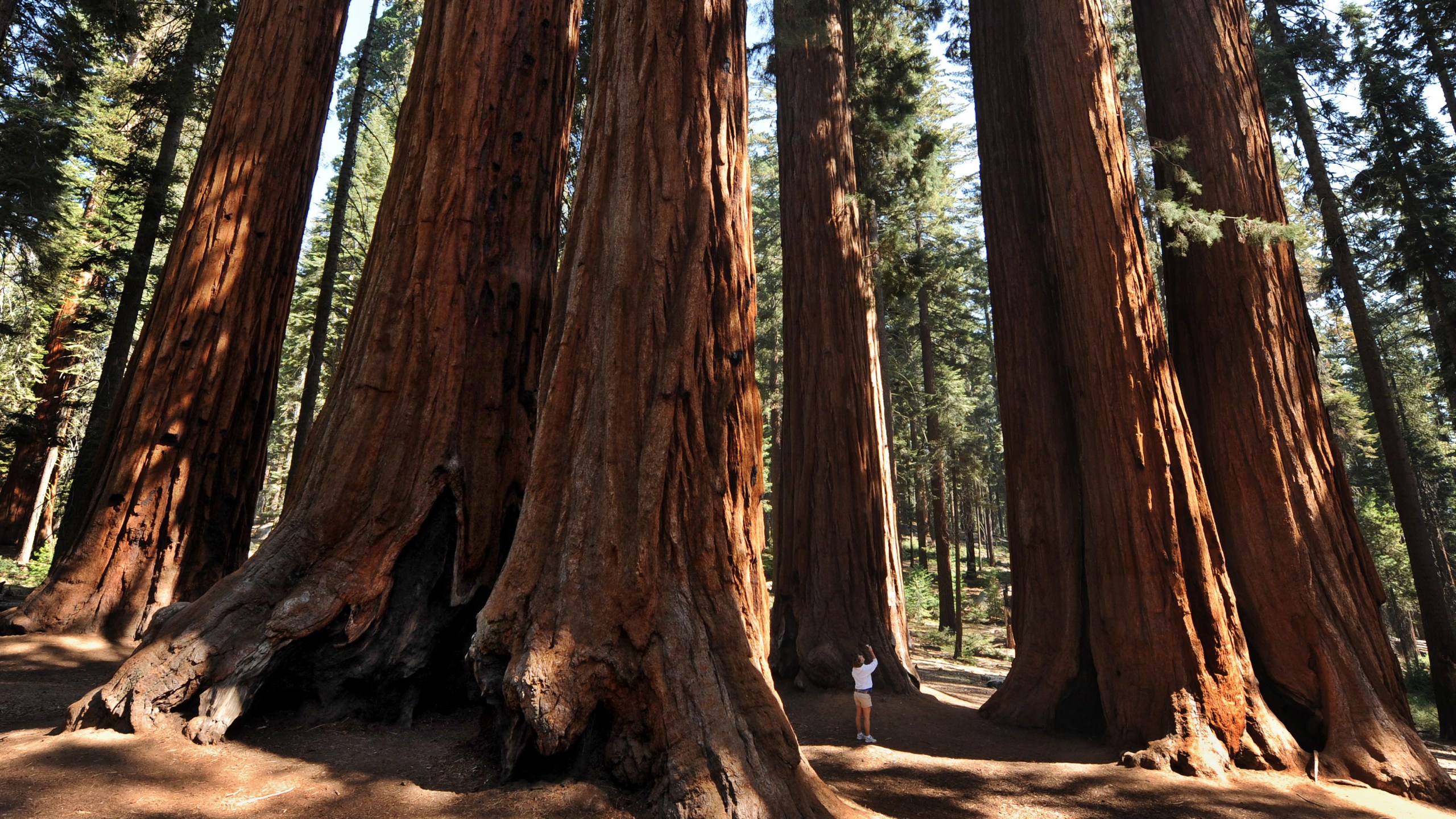 A woman stands amongst a grove of giant Sequoia trees at Sequoia National Park in Central California on October 11, 2009. (Mark Ralston/AFP via Getty Images)