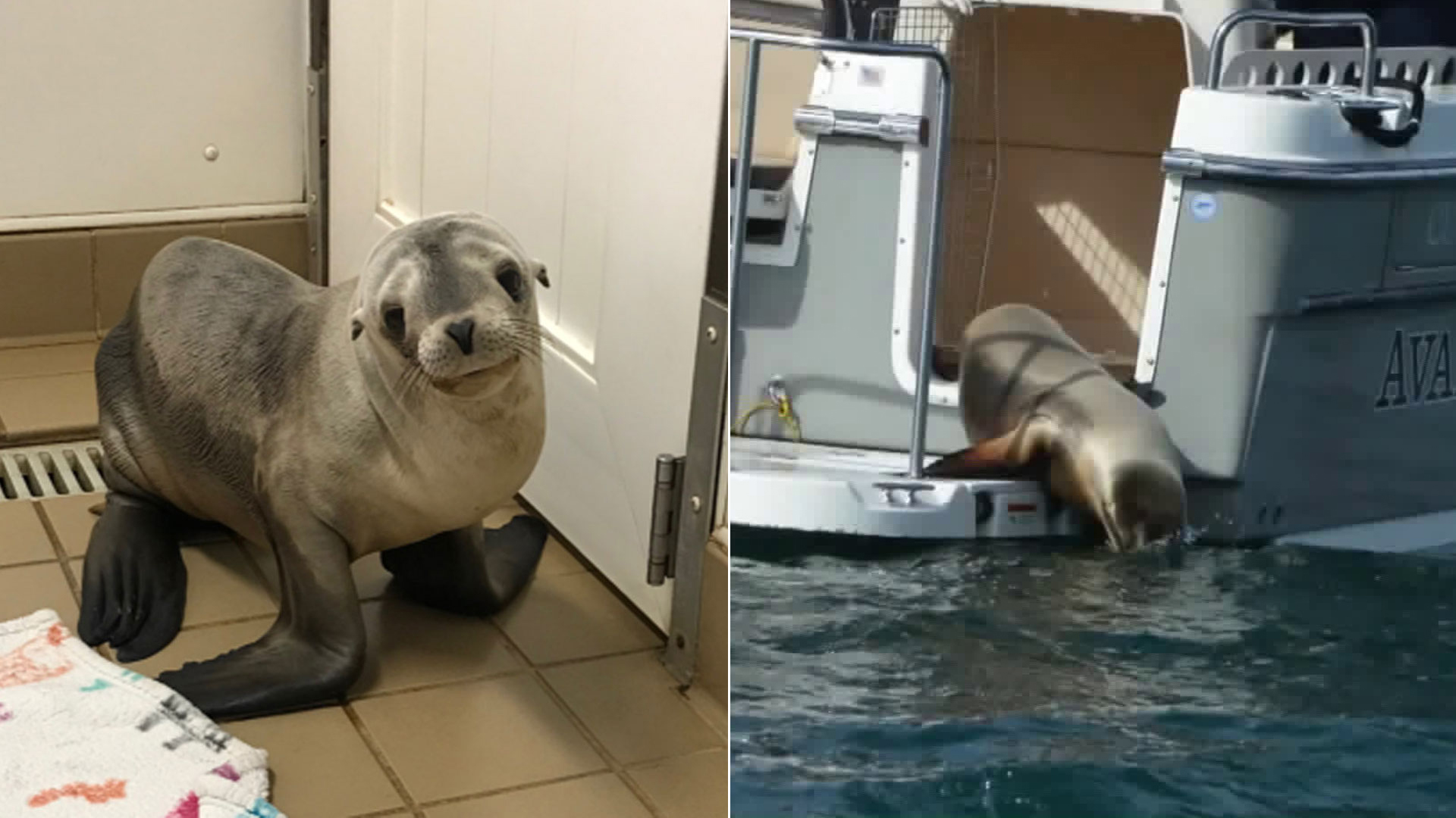 Lords-a-Leaping is seen in images from the Pacific Marine Mammal Center.