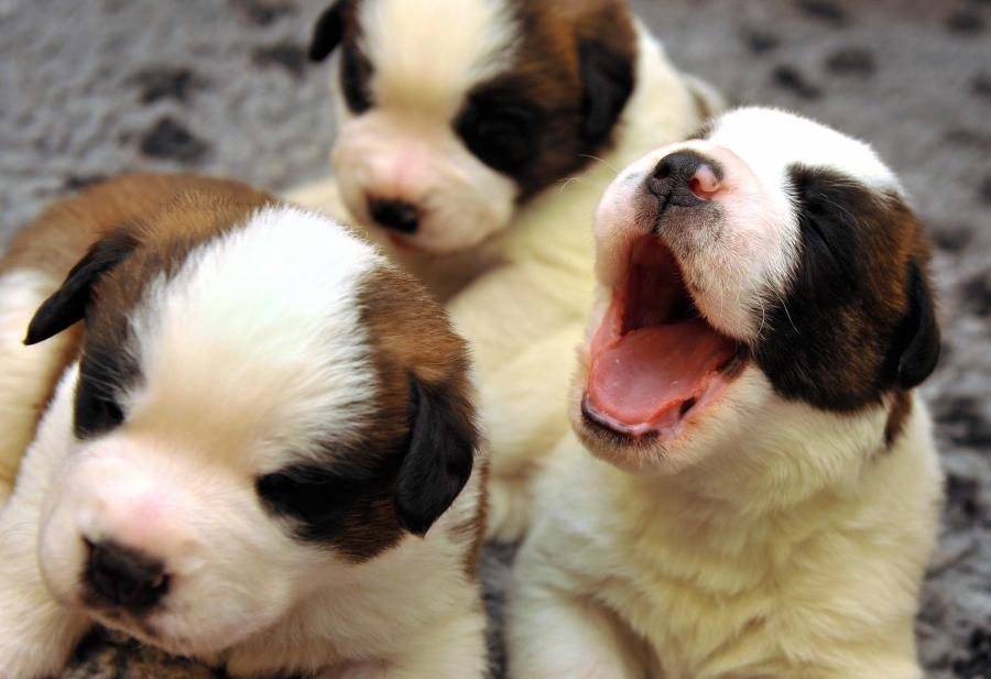 Two-week-old puppies play on June 4, 2009, at the Barry Foundation Great St. Bernard breeding kennels in Martigny, Western Switzeland. (FABRICE COFFRINI/AFP/Getty Images)