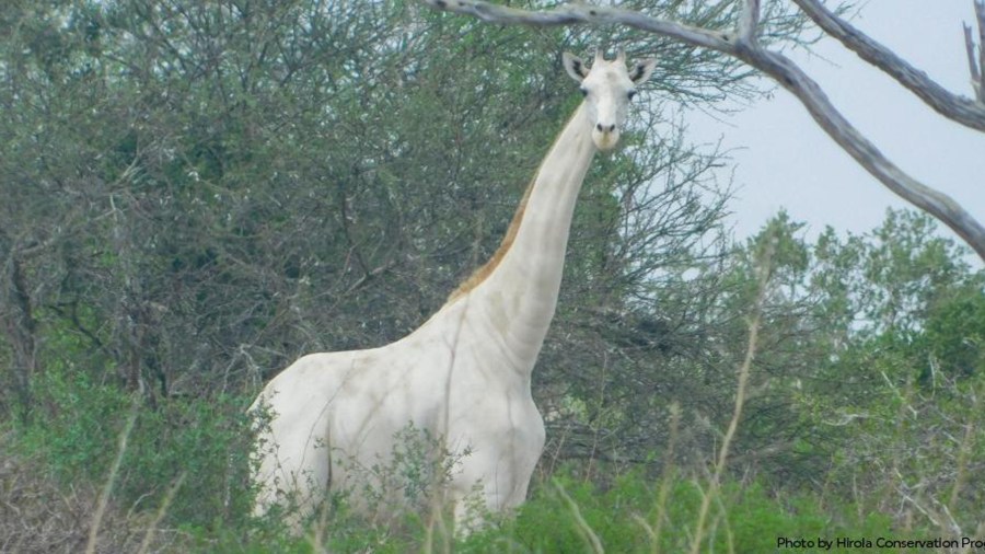 A white giraffe is seen in a photo tweeted by the Hirola Conservation Programme.