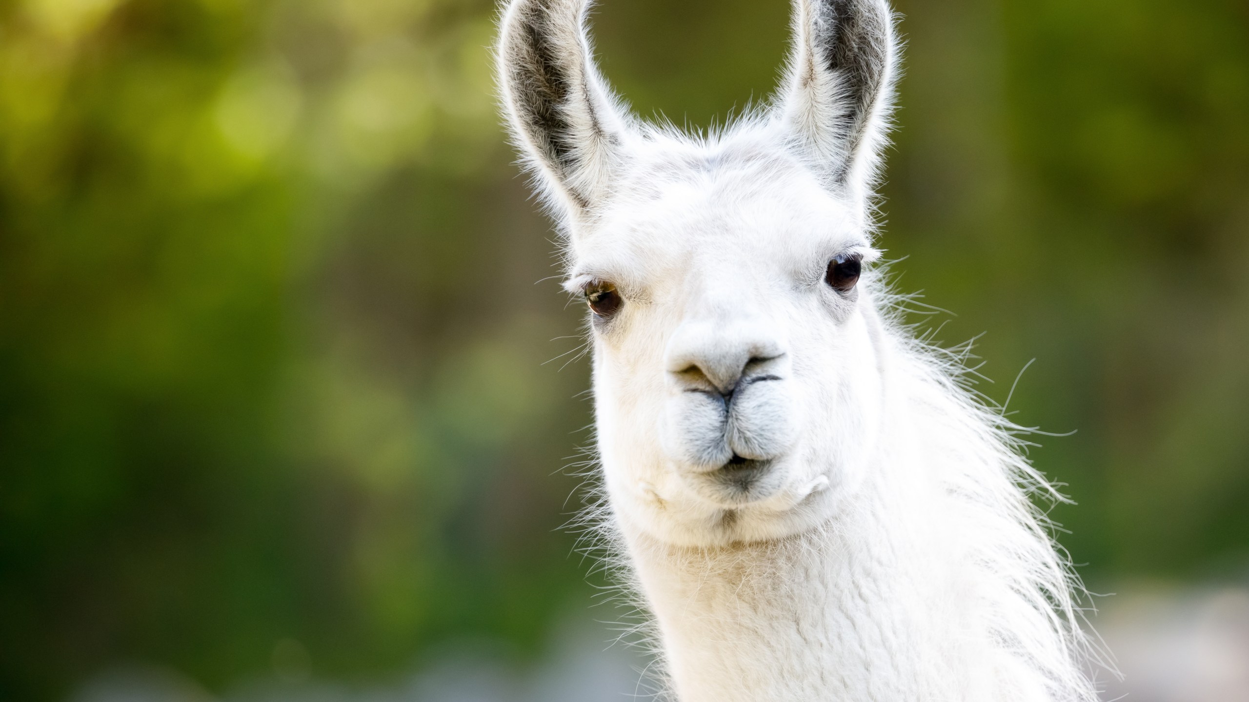 A llama is seen in an undated file photo. (Getty Images)