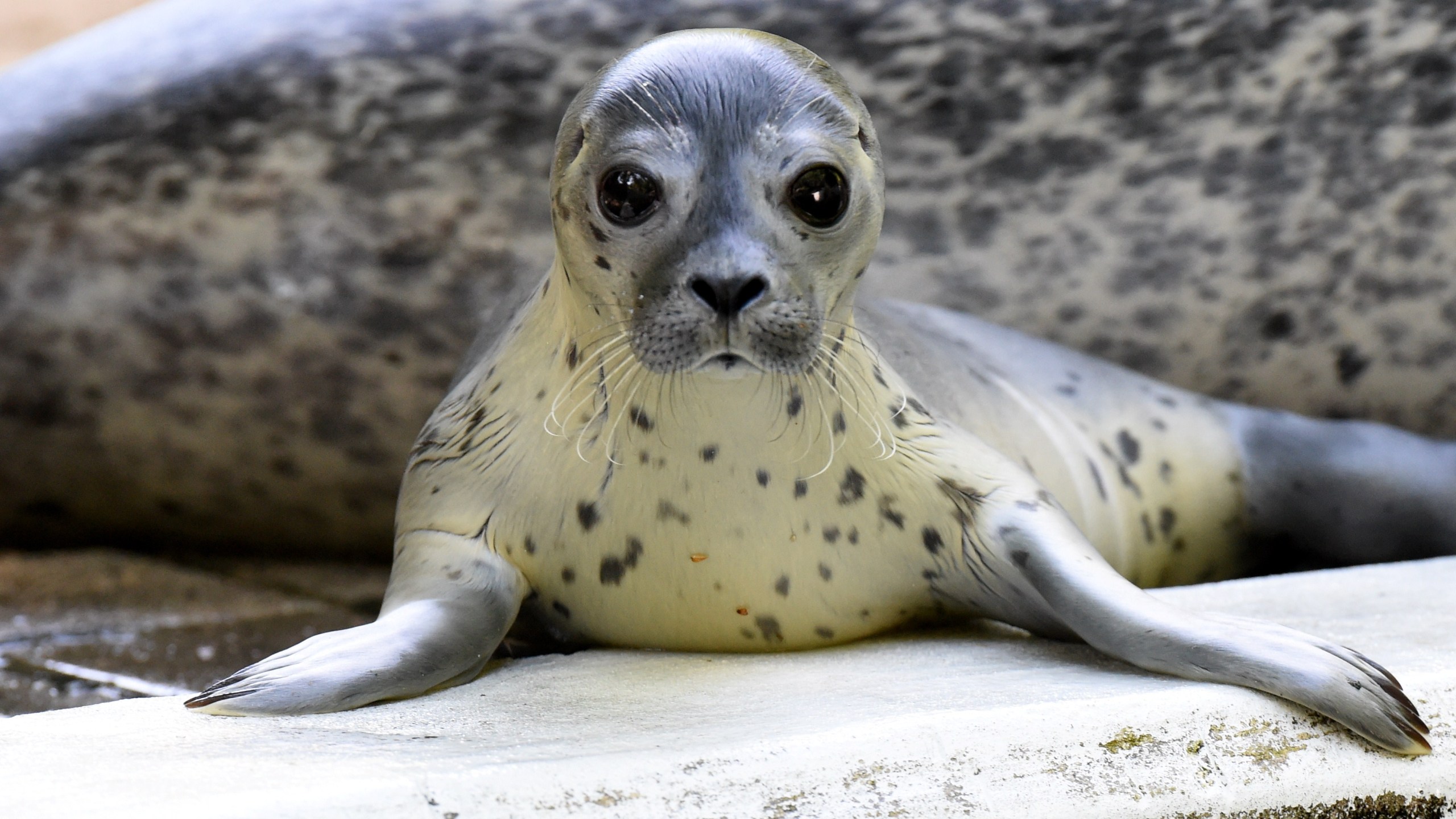 Female seal pup "Jogi" is pictured in her enclosure at the zoo of Neumuenster, in northern Germany on July 11, 2014. (CARSTEN REHDER/DPA/AFP via Getty Images)