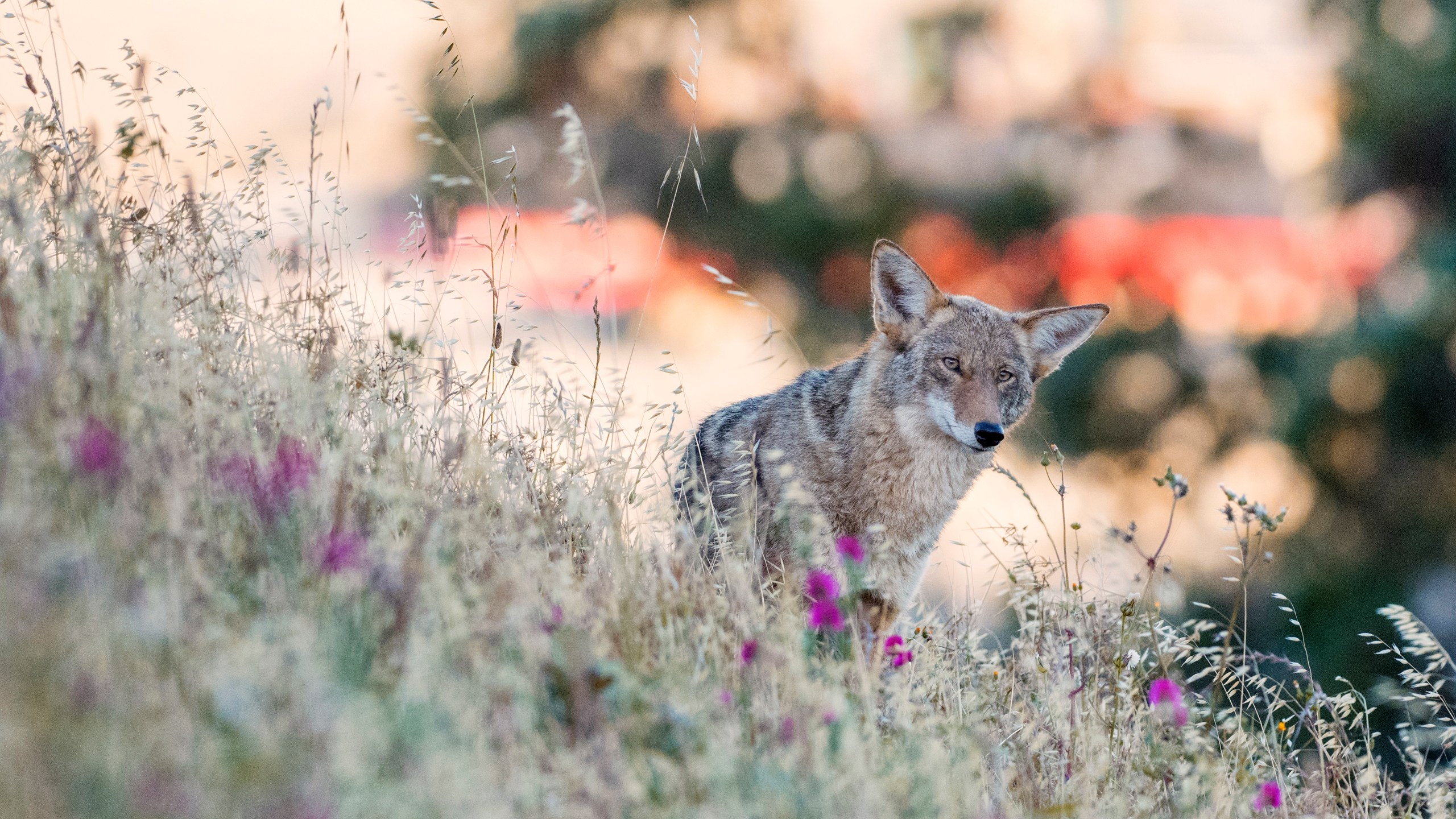 This file photo shows a coyote in Bernal Heights, San Francisco. (Getty Images)