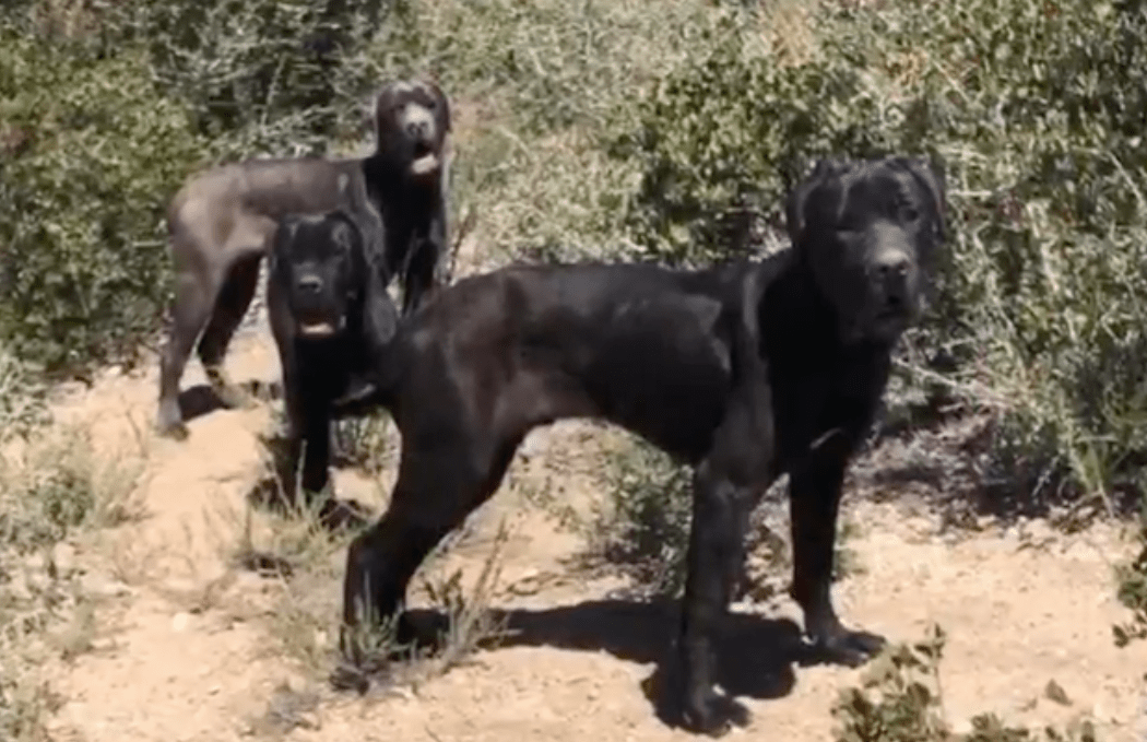 The Los Angeles County Sheriff's Department included this image of three dogs in a video showing their rescue on the Angeles National Forest on April 27, 2020.