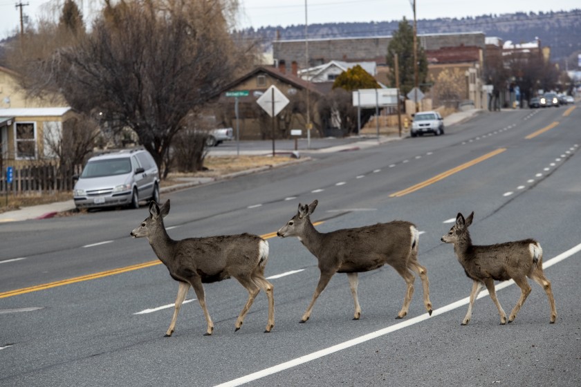 Deer cross Main Street in Alturas, in California’s Modoc County, in December 2019. The county was the first in California to reopen in violation of a statewide order. (Brian van der Brug / Los Angeles Times)