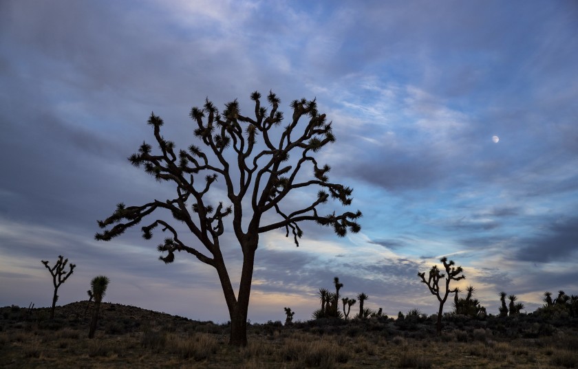 The moon rises over Joshua trees inside Joshua Tree National Park,(Brian van der Brug / Los Angeles Times)