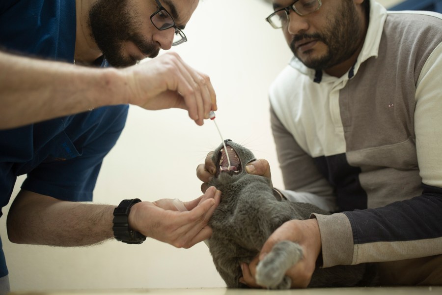 In this March 29, 2020 photo, a veterinarian tests an Egyptian cat for the coronavirus, a requirement for travel, at a clinic in Cairo, Egypt. (AP Photo/Maya Alleruzzo)