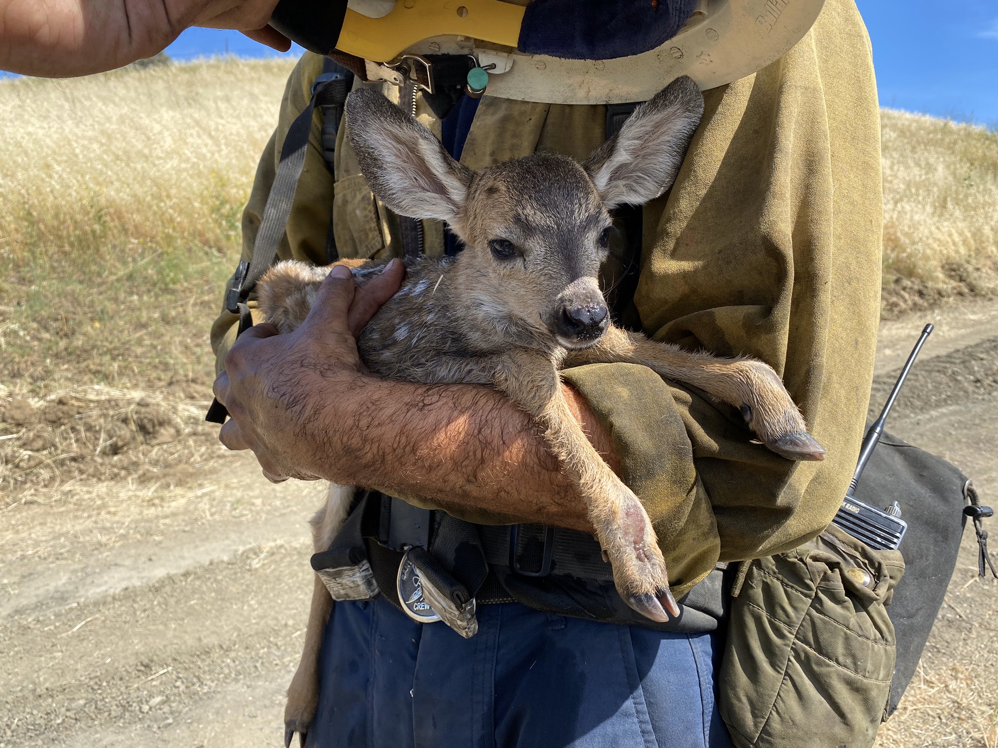 A firefighter rescues a fawn during a brush fire in Hollister Ranch on May 7, 2020. (Daniel Bertucelli / Santa Barbara County Fire Department)