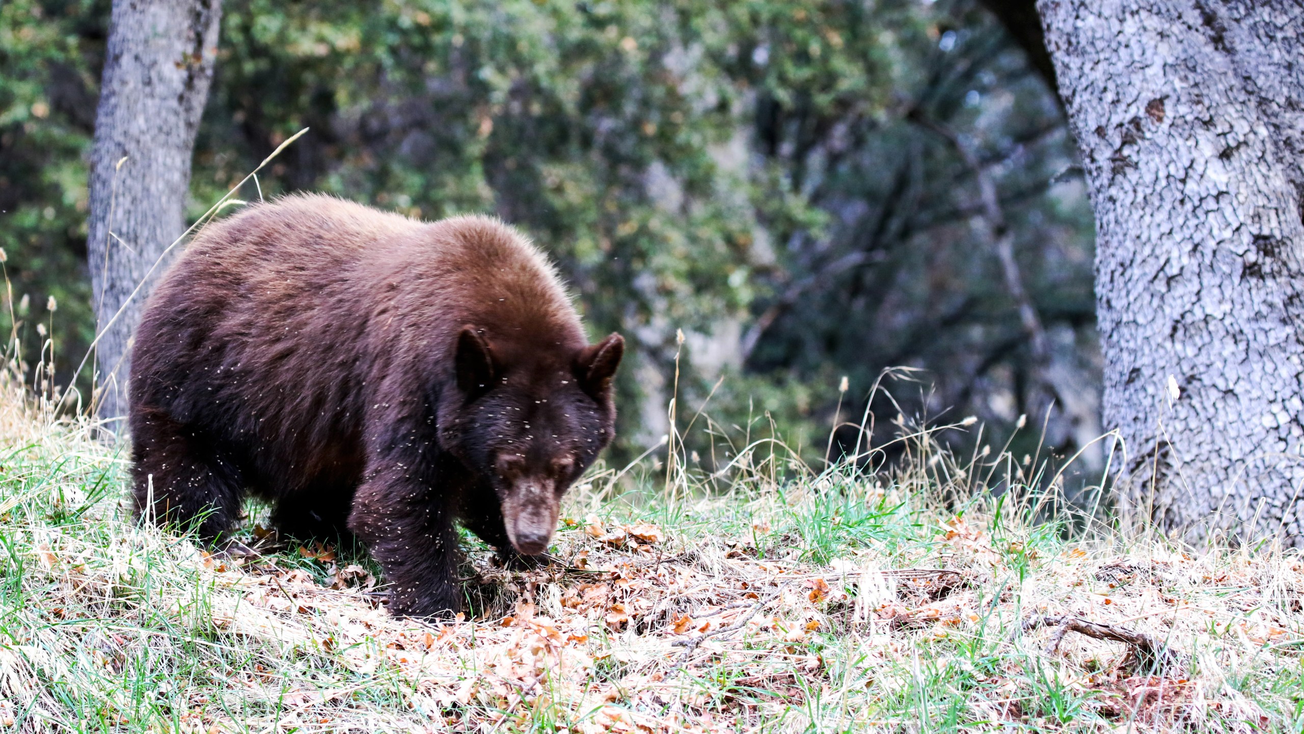 A bear is seen at Sequoia National Park in this undated file photo. (Getty Images)