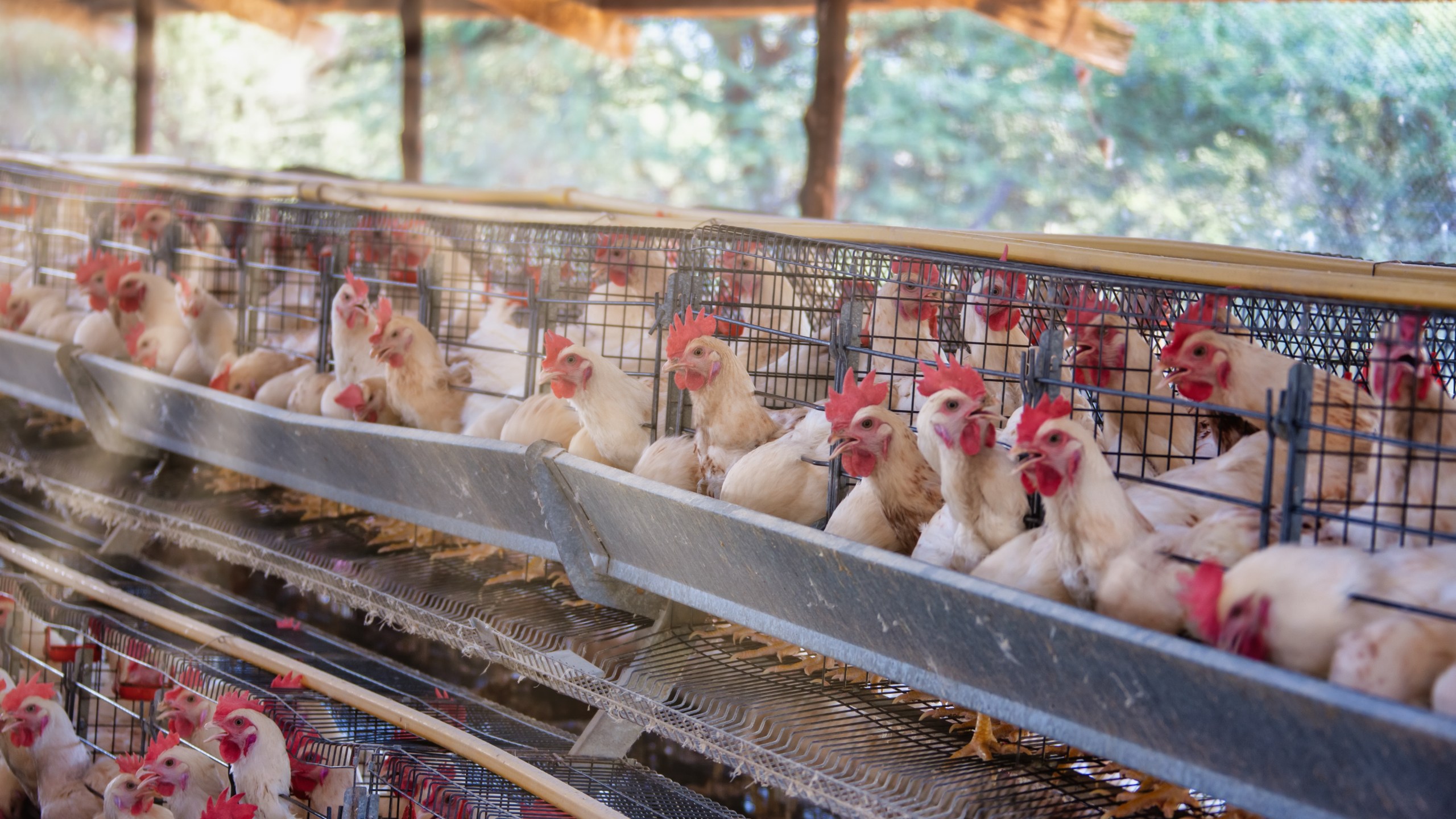 This undated file photo shows hens at an egg farm. (Getty Images)