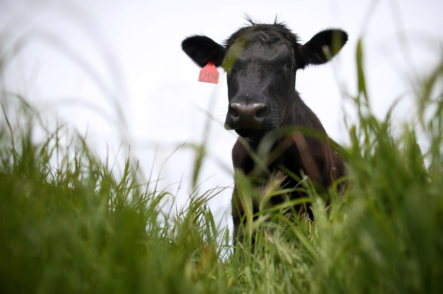 A cow grazes on grass at the Stemple Creek Ranch on April 24, 2014, in Tomales, California. (Justin Sullivan/Getty Images)