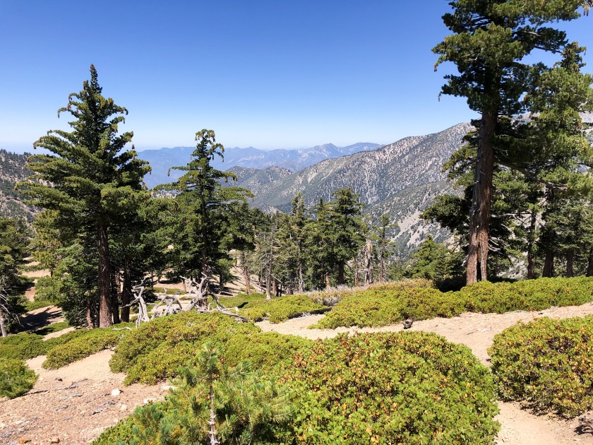 The trail to Timber Mountain in the Mt. Baldy area is one of the trails that will reopen Saturday.(Mary Forgione / Los Angeles Times)