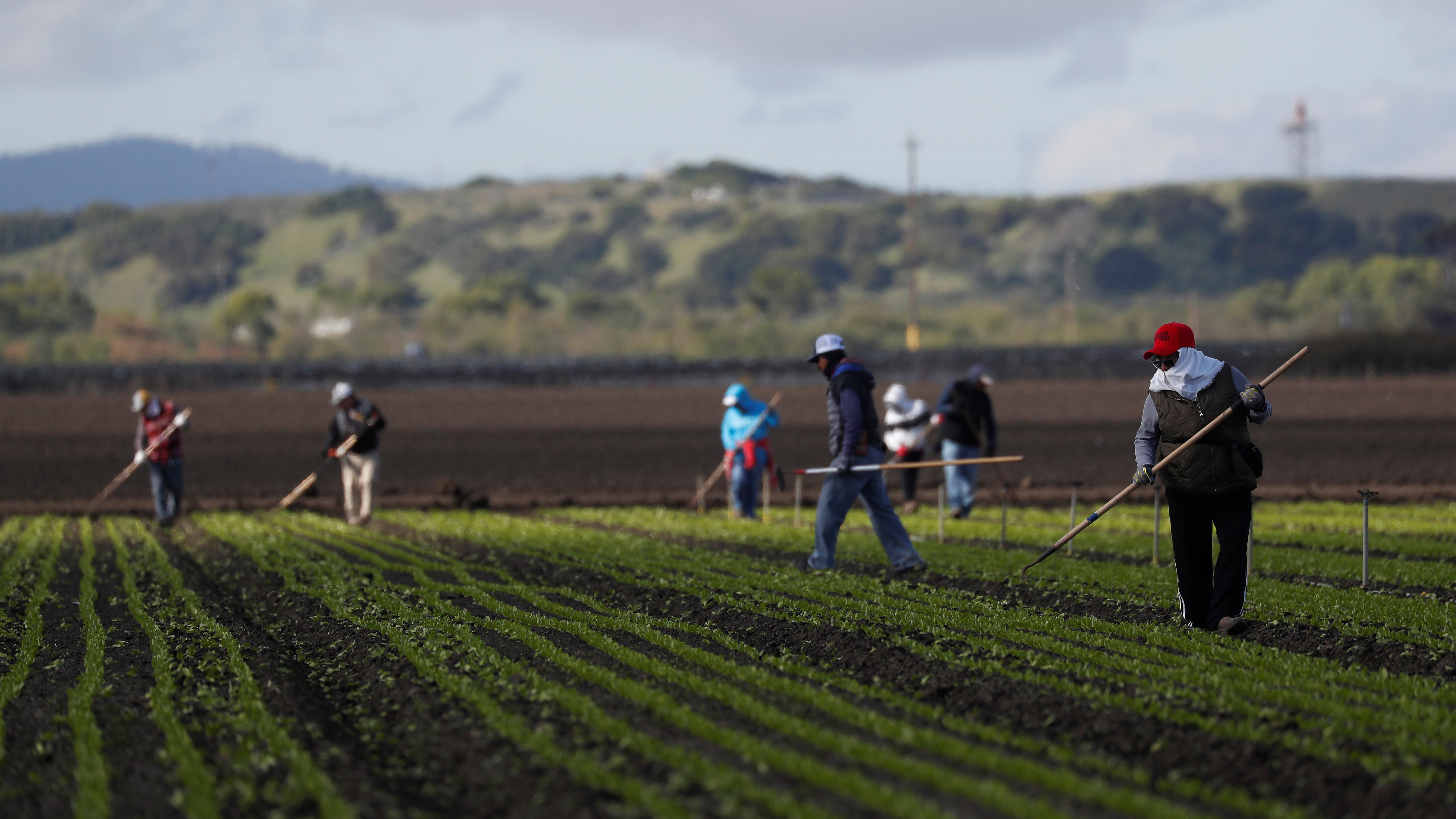 Migrant workers clean fields amid an outbreak of the coronavirus disease (COVID-19), in the Salinas Valley near Salinas, California, U.S., March 30, 2020. (REUTERS/Shannon Stapleton)