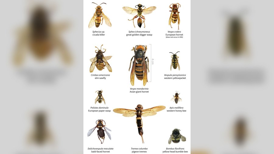 A size comparison of the Asian giant hornet and several other insects. (CNN)