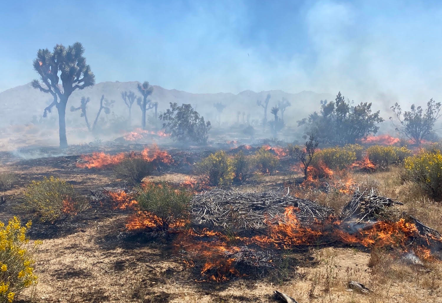 Smoke fills the air as a blaze burns outside Joshua Tree on May 11, 2020. (San Bernardino County Fire Department)