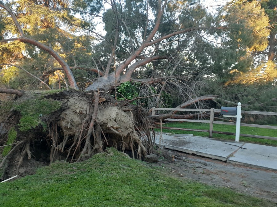 A tree toppled over amid high winds in a North Hollywood neighborhoo don June 8, 2020. (Shannon Smith)