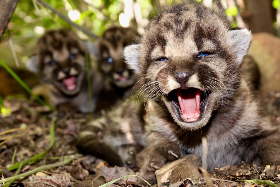 P-54's three mountain lion kittens are seen in this image taken on May 14, 2020 at the Santa Monica Mountains. (National Park Service)