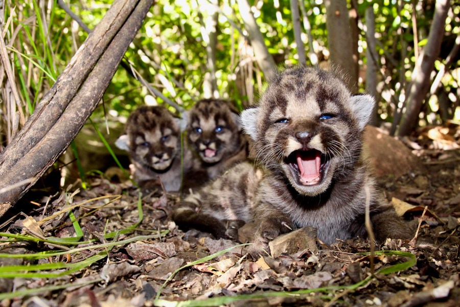 P-54's three mountain lion kittens are seen in this image taken on May 14, 2020 at the Santa Monica Mountains. (National Park Service)