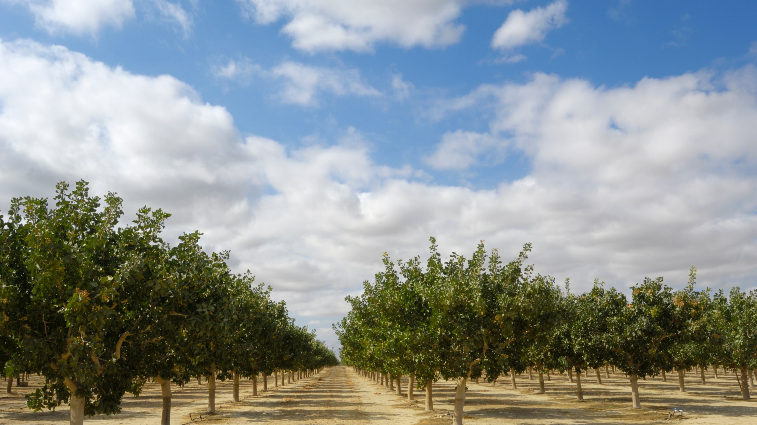 Pistachios grow in clusters on a central California orchard below a cloud filled sky in this undated photo. (Getty Images)