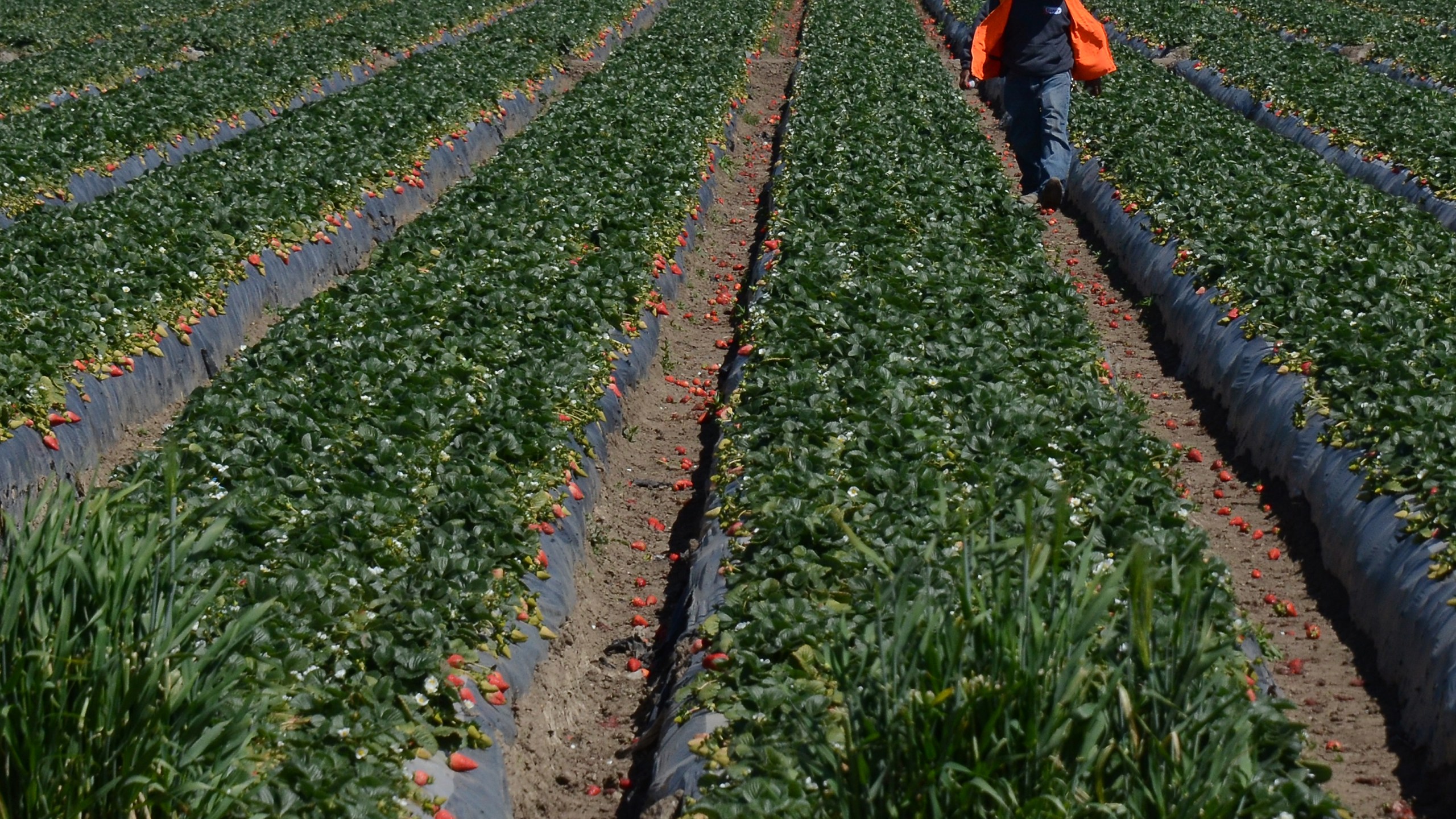 A worker harvest strawberries at a farm near Oxnard in this file photo taken on March 13, 2013. (JOE KLAMAR/AFP via Getty Images)