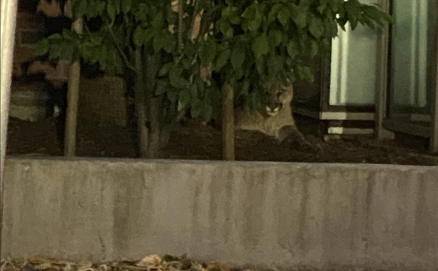 A mountain lion captured near Oracle Park in San Francisco on June 18, 2020. (San Francisco Police Department)