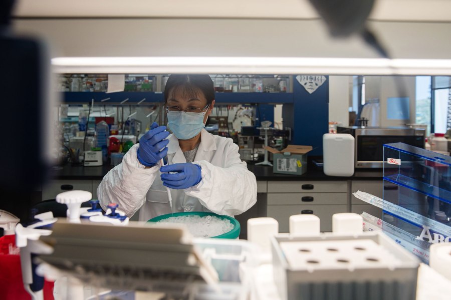 Nancy Pu, a Senior Scientist works in the lab that is focused on fighting COVID-19 at Sorrento Therapeutics in San Diego, California on May 22, 2020. - PCR can make millions of exact copies of a piece of DNA, allowing scientists to extract tiny samples. Last Friday researchers announced that the antibody,ST1-1499, it had been developing proved to be effective in blocking the COVID-19 virus in laboratory experiments. Sorrento Therapeutics is a biopharmaceutical company that researches human therapeutic antibodies for the treatment of cancer, inflammation, metabolic, and infectious diseases. (Photo by ARIANA DREHSLER / AFP) (Photo by ARIANA DREHSLER/AFP via Getty Images)