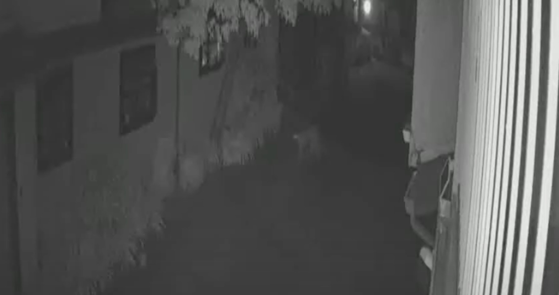 Surveillance video captured a mountain lion strolling outside a home in Monrovia on June 20, 2020. (Luke Fitzpatrck)