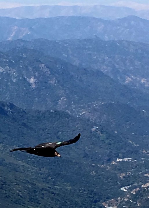 A California condor soars above forested land in Sequoia National Park in May 2020. (Wilson Garver / National Park Service)