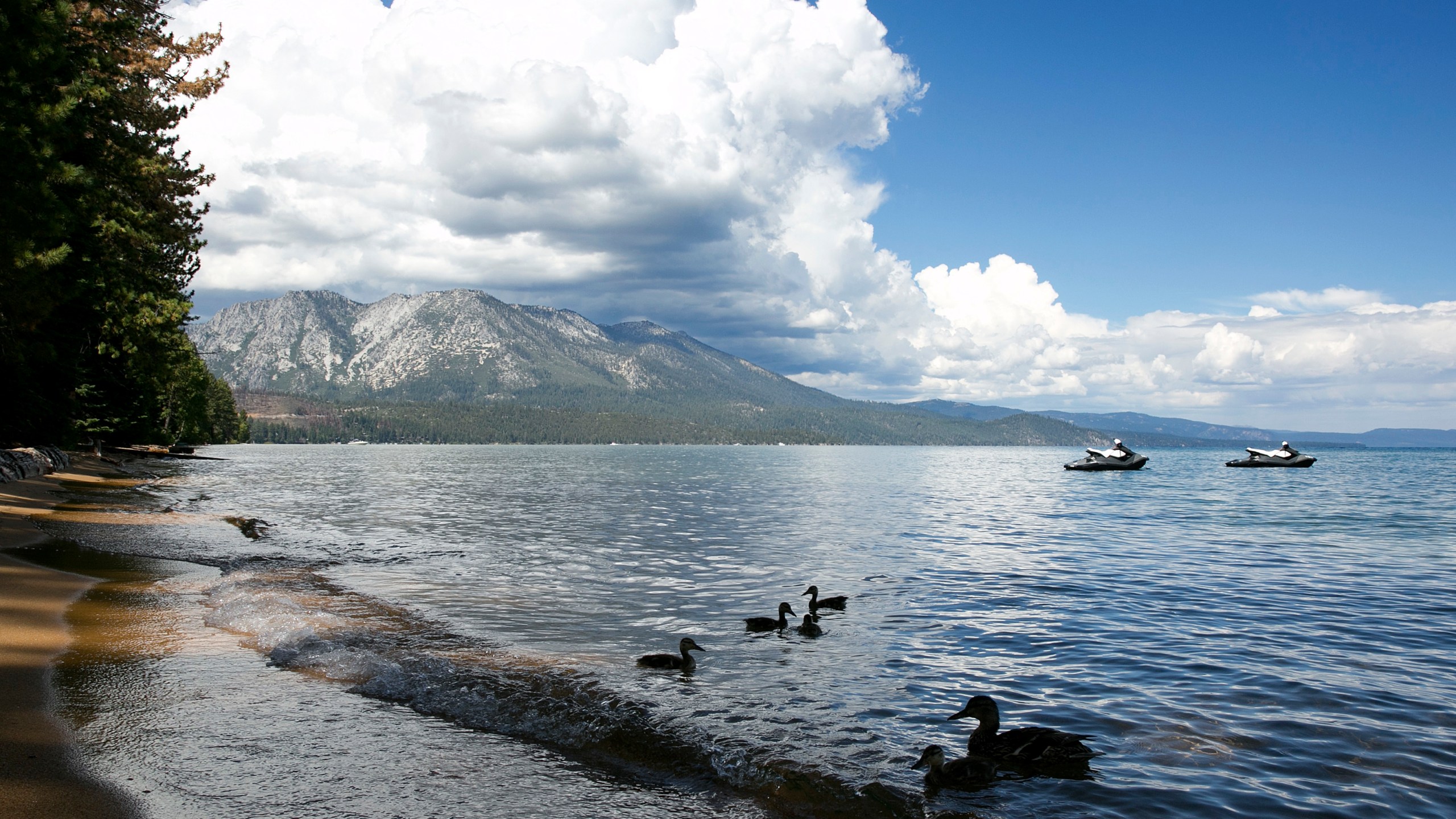 A family of ducks swims along the shore of South Lake Tahoe on Aug. 22, 2017. (Rich Pedroncelli/Associated Press)