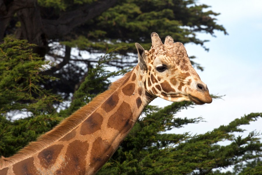 Floyd is seen in his enclosure at the San Francisco Zoo on Feb. 15, 2017. (Marianne Hale/San Francisco Zoo & Gardens via AP)