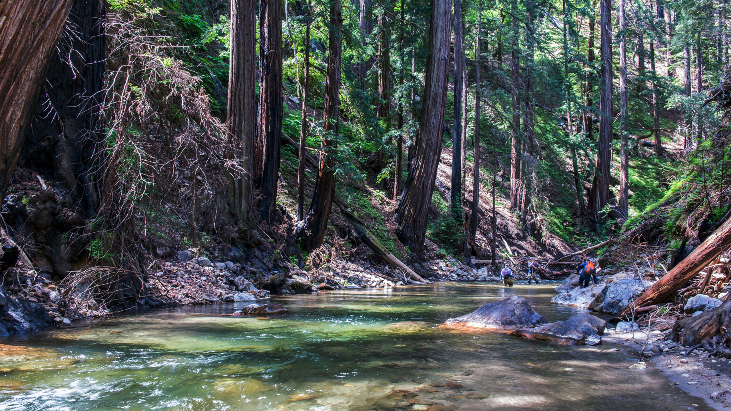 This undated photo provided by the Western Rivers Conservancy shows redwoods along the Little Sur River in Big Sur on the coast of California south of Monterey. A Native American tribe has reclaimed a small part of ancestral lands on California's Big Sur coast that were lost to Spanish colonial settlement nearly 250 years ago. The Mercury News reports the Esselen Tribe of Monterey County closed escrow on 1,199 acres about 5 miles inland from the ocean that was part of a $4.5 million deal involving the state and the Western Rivers Conservancy. It marks the first restoration of any lands to the tribe. (Doug Steakley/Western Rivers Conservancy via AP)