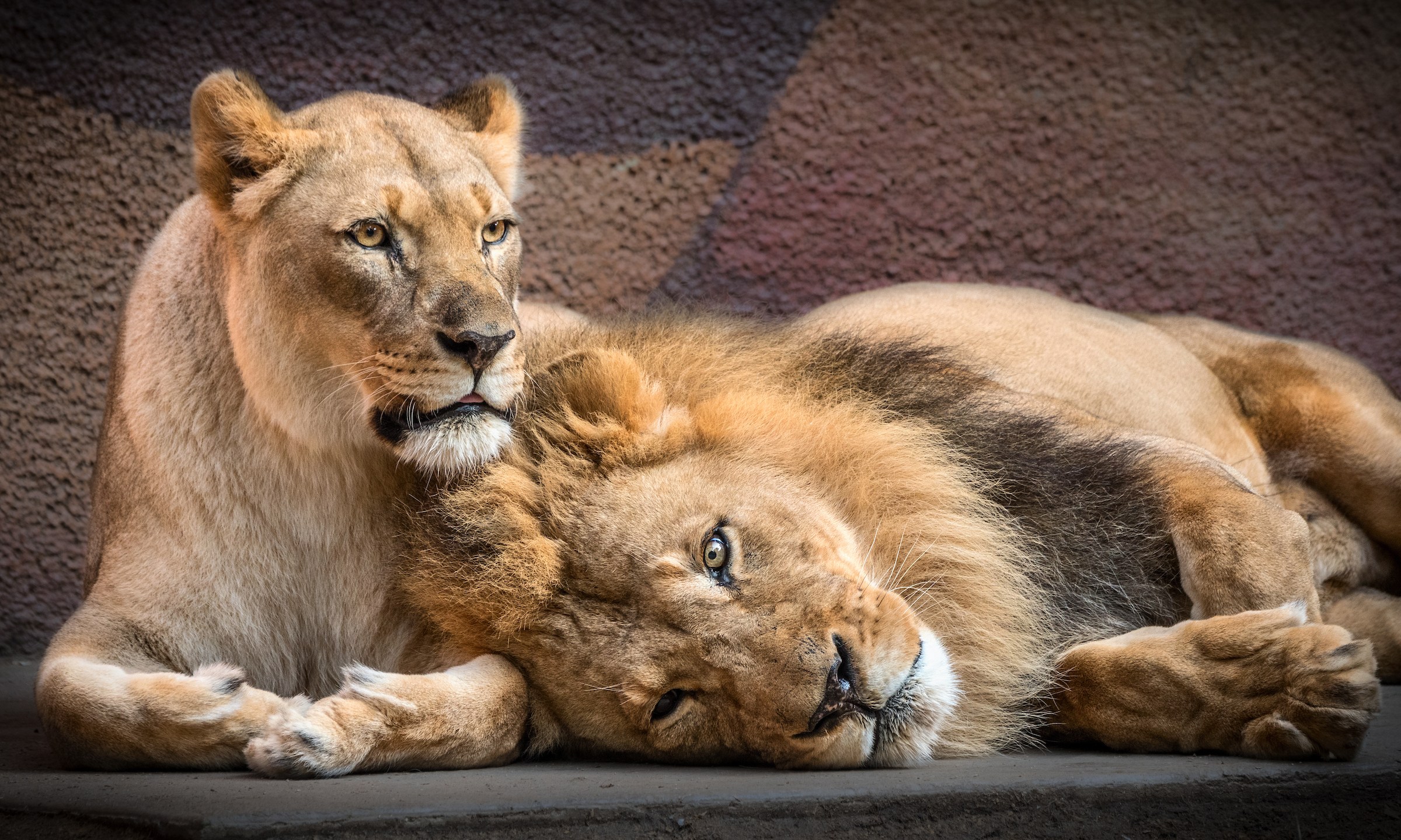 Hubert and Kalisa are seen in a photo released by the L.A. Zoo on July 30, 2020.