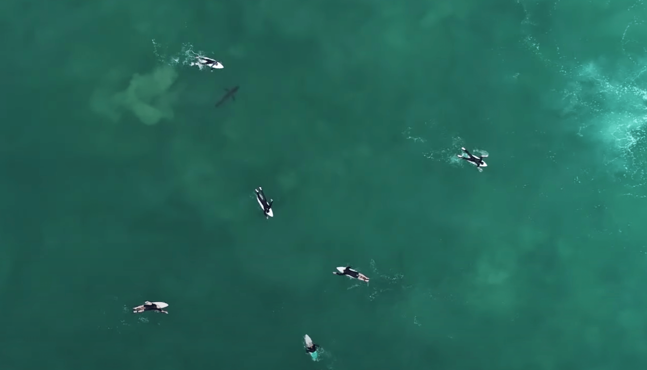 Cal State Long Beach’s Shark Lab released this video showing a shark swimming near a paddle boarder somewhere along the California coast.