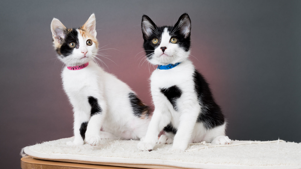 Cats up for adoption are seen in this undated photo from the Los Angeles Animal Services website.