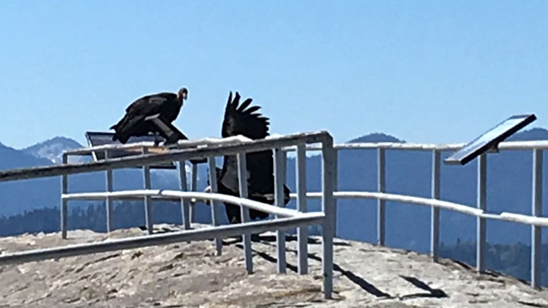 A pair of California condors are seen atop Moro Rock in Sequoia National Park in May 2020. (Wilson Garver / National Park Service)