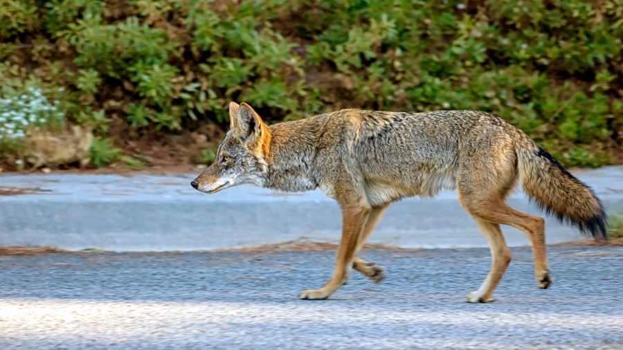 A coyote is seen in an image posted on the Mission Viejo Twitter page.