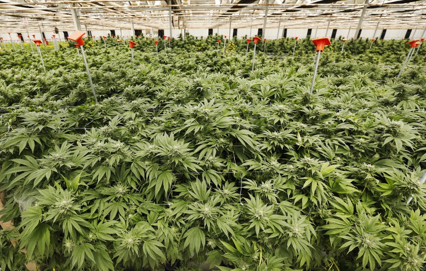 A marijuana farm in a sprawling greenhouse complex in Carpinteria ​is seen in an undated photo. (Al Seib / Los Angeles Times)