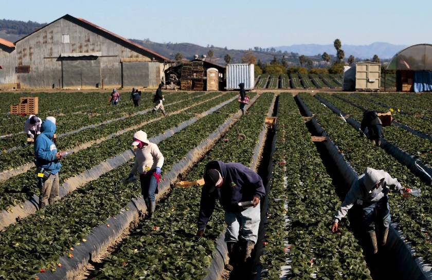 Ventura farmworkers make up 7% of people infected with the coronavirus in the county, according to officials. (Anne Cusack / Los Angeles Times)