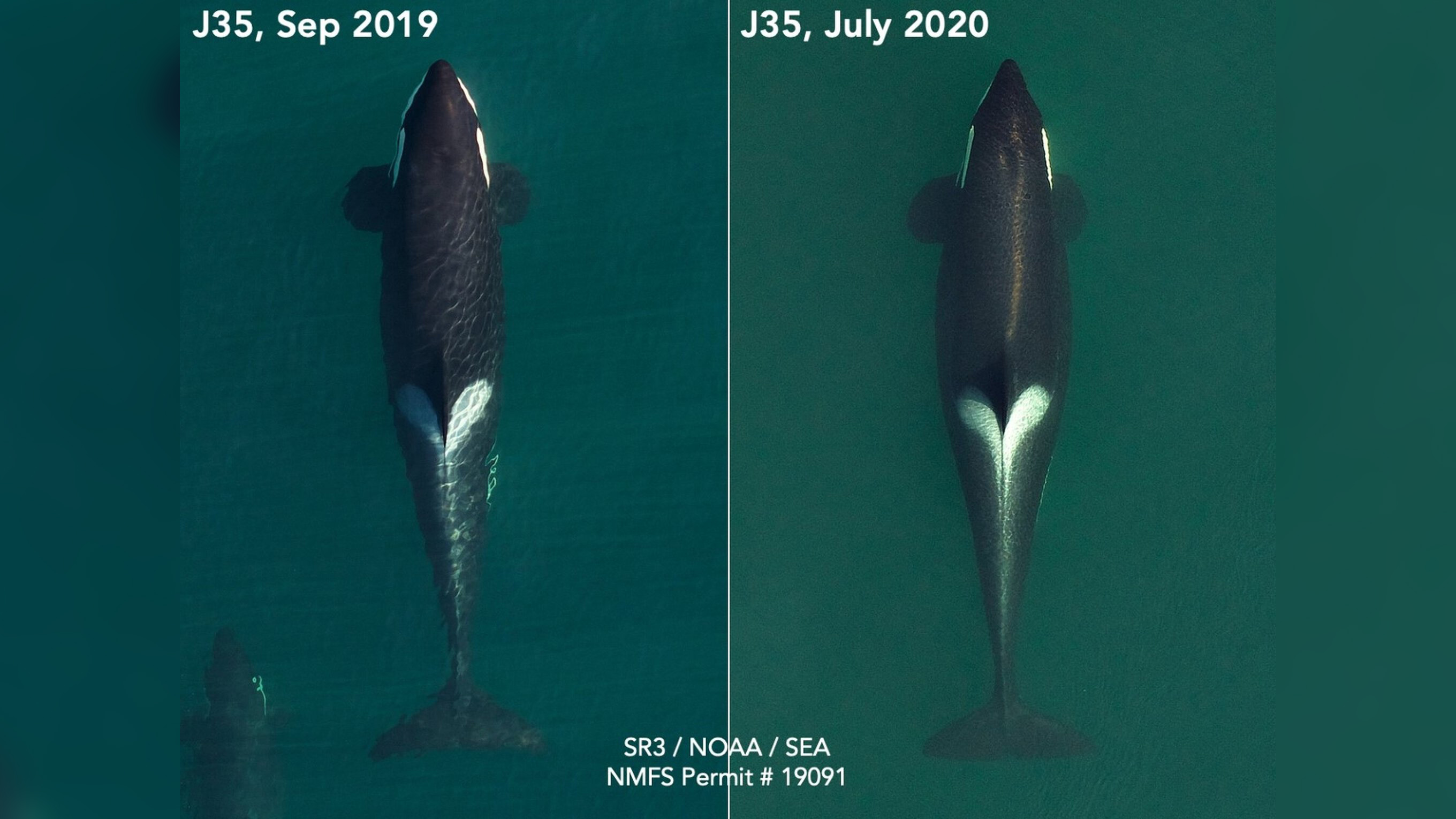 Aerial images of Tahlequah in September 2019, left, and more recently in July 2020, show her last stages of pregnancy. (From SR3 via CNN)