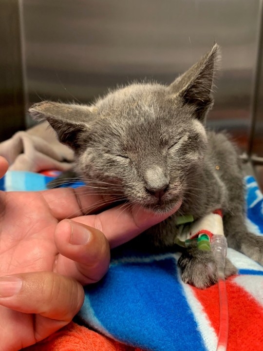 A kitten thrown from a moving car in El Segundo appears in a photo released on July 15, 2020. (El Segundo Police Department)