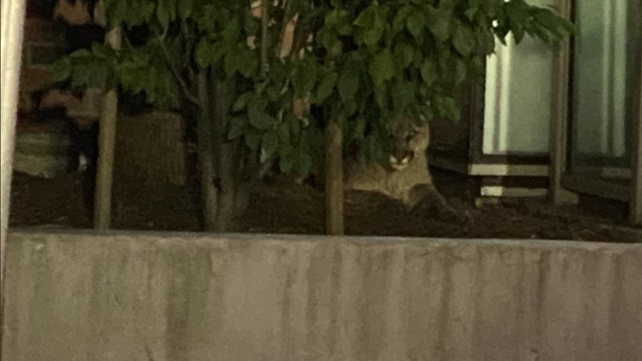 A mountain lion captured near Oracle Park in San Francisco on June 18, 2020. (San Francisco Police Department)