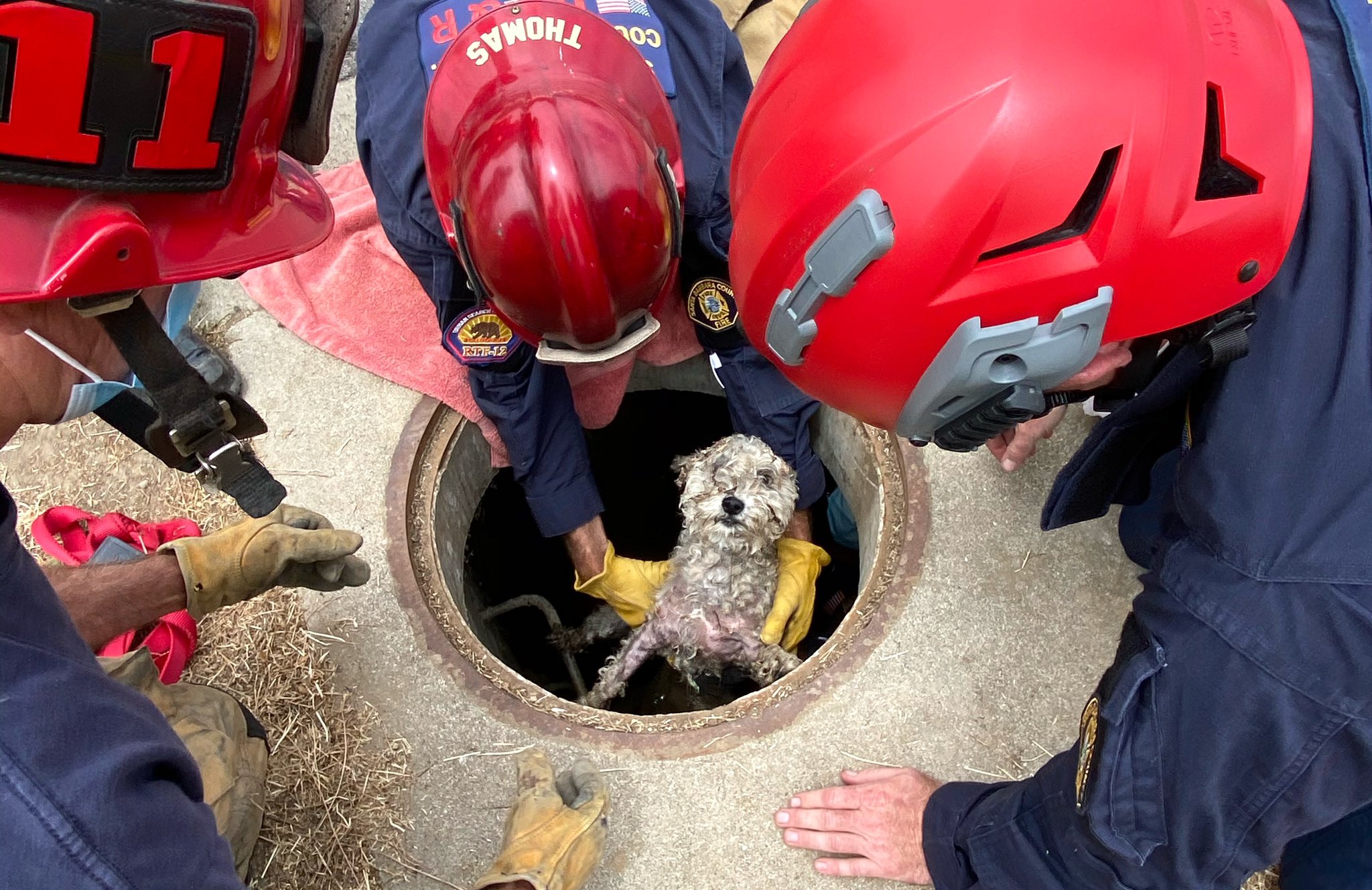 The Santa Barbara County Fire Department posted this photo of Sophie and firefighters on Instagram on July 16, 2020.