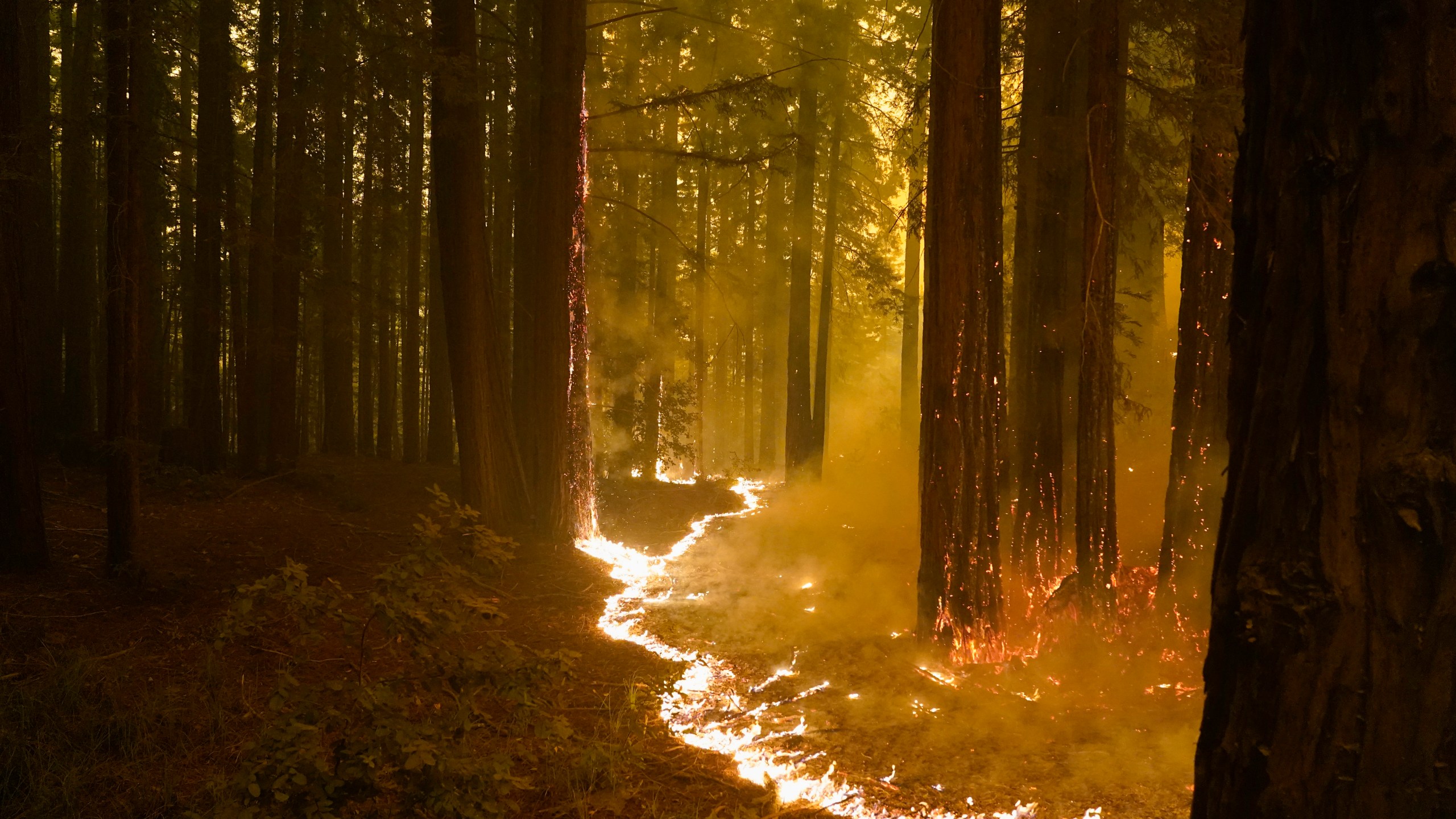 A forest burns as the CZU August Lightning Complex Fire advances, Thursday, Aug. 20, 2020, in Bonny Doon, Calif. (AP Photo/Marcio Jose Sanchez)