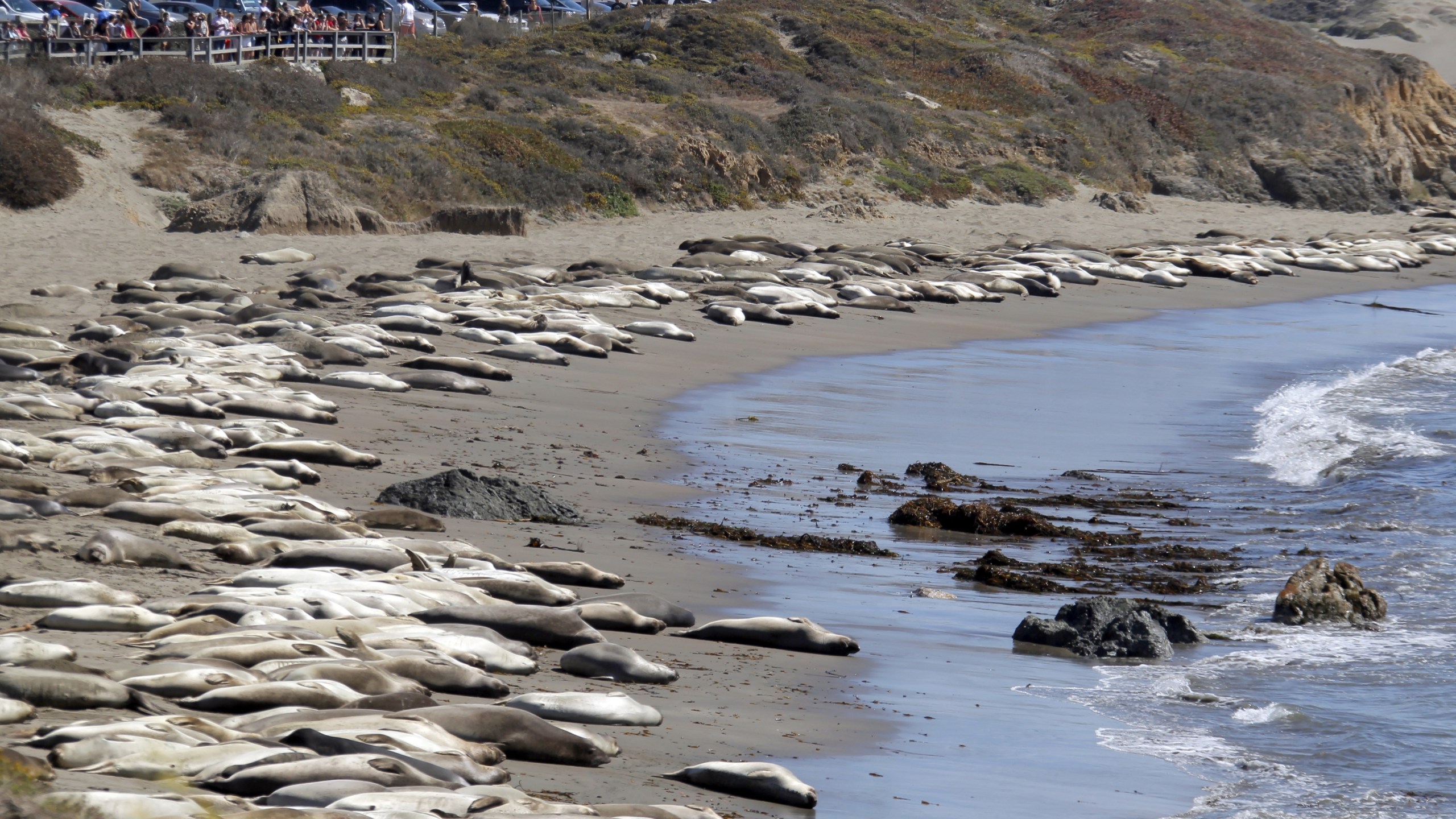 In this file photo taken Oct. 6, 2013, tourists watch elephant seals basking in the sun on the Piedras Blancas beach near San Simeon, Calif. The Piedras Blancas Marine Reserve rookery, on Highway 1, seven-miles north of San Simeon on the California Central Coast, is home to thousands of elephant seals. (Nick Ut/Associated Press)